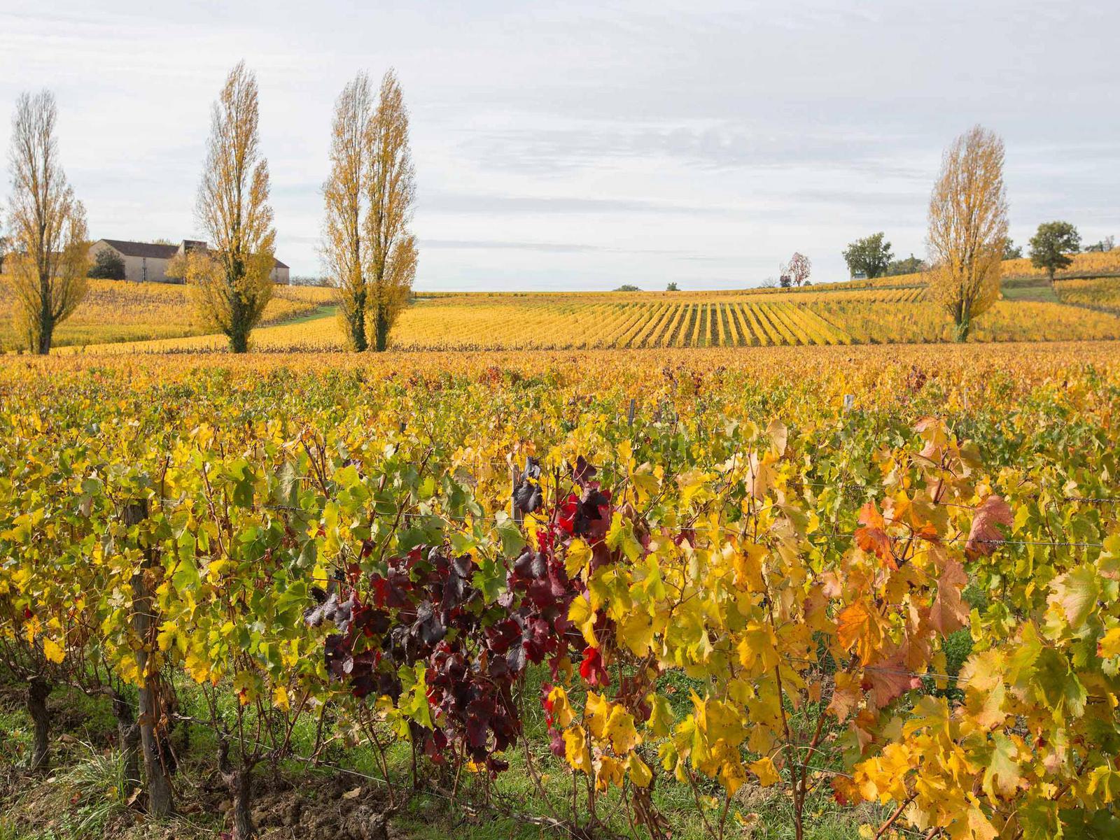 Photo 4/5 — Château « Château du Palanquey & Spa · Sainte-Colombe, Nouvelle-Aquitaine » à Sainte-Colombe Pessac
