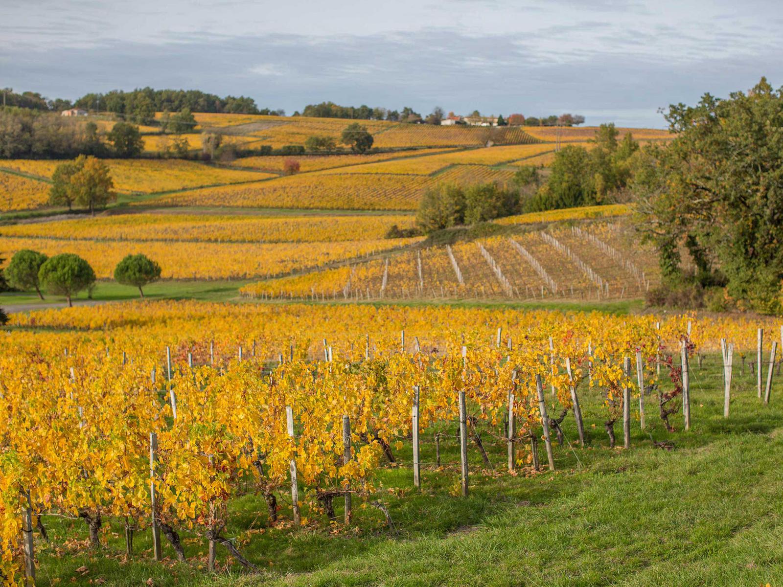 Photo 5/5 — Château « Château du Palanquey & Spa · Sainte-Colombe, Nouvelle-Aquitaine » à Sainte-Colombe Pessac
